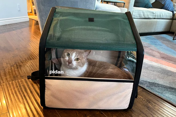 A brown and white cat sits comfortably inside a mesh and fabric pet carrier with a green top, placed on a wooden floor in a cozy living room.