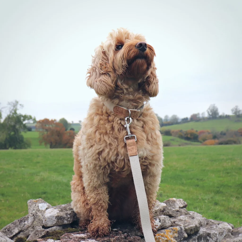Dog Articles 1 Best hemp collar for dogs.