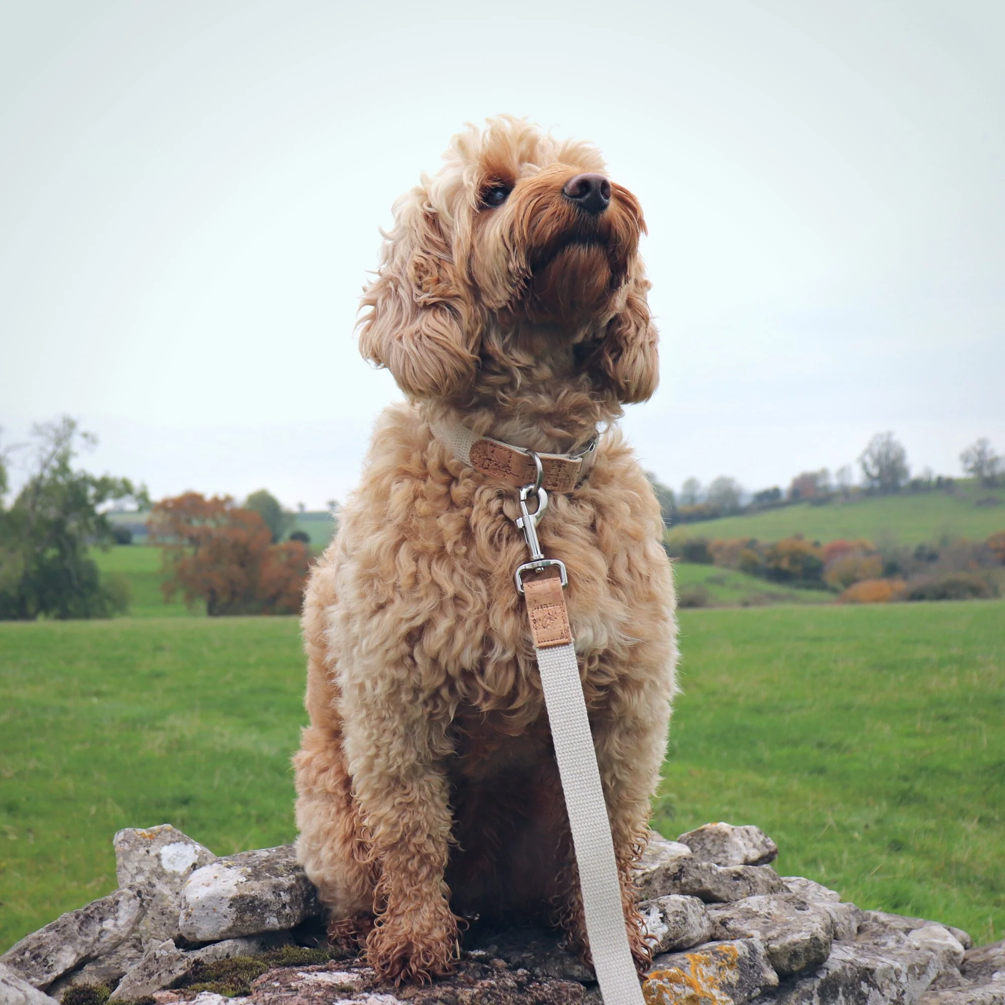 Best hemp collar for dogs.