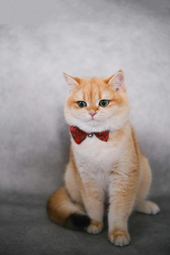 A cute golden British Shorthair cat wearing a red plaid bow tie, sitting gracefully against a soft grey background.