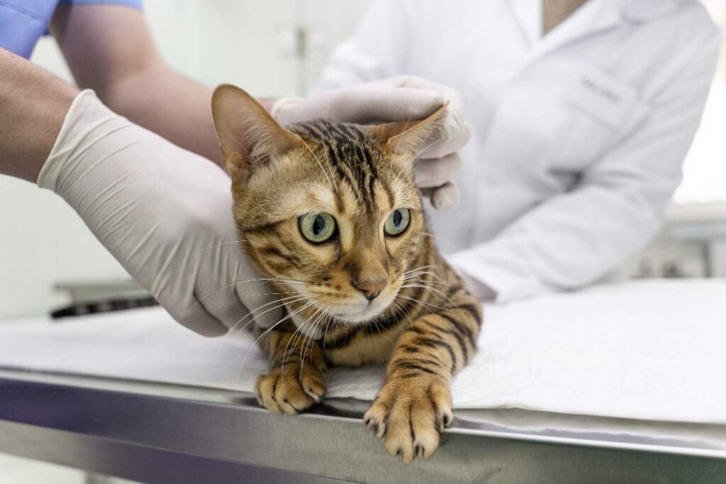 How to Use VOHC APPROVED Products for Cats