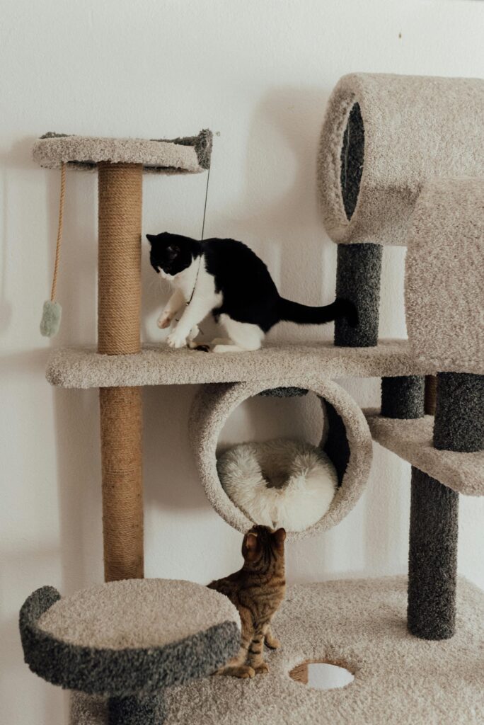 Cat Articles 1 Two cats playing on a multi-level beige and gray cat tree with a built-in cozy tunnel and scratching posts.