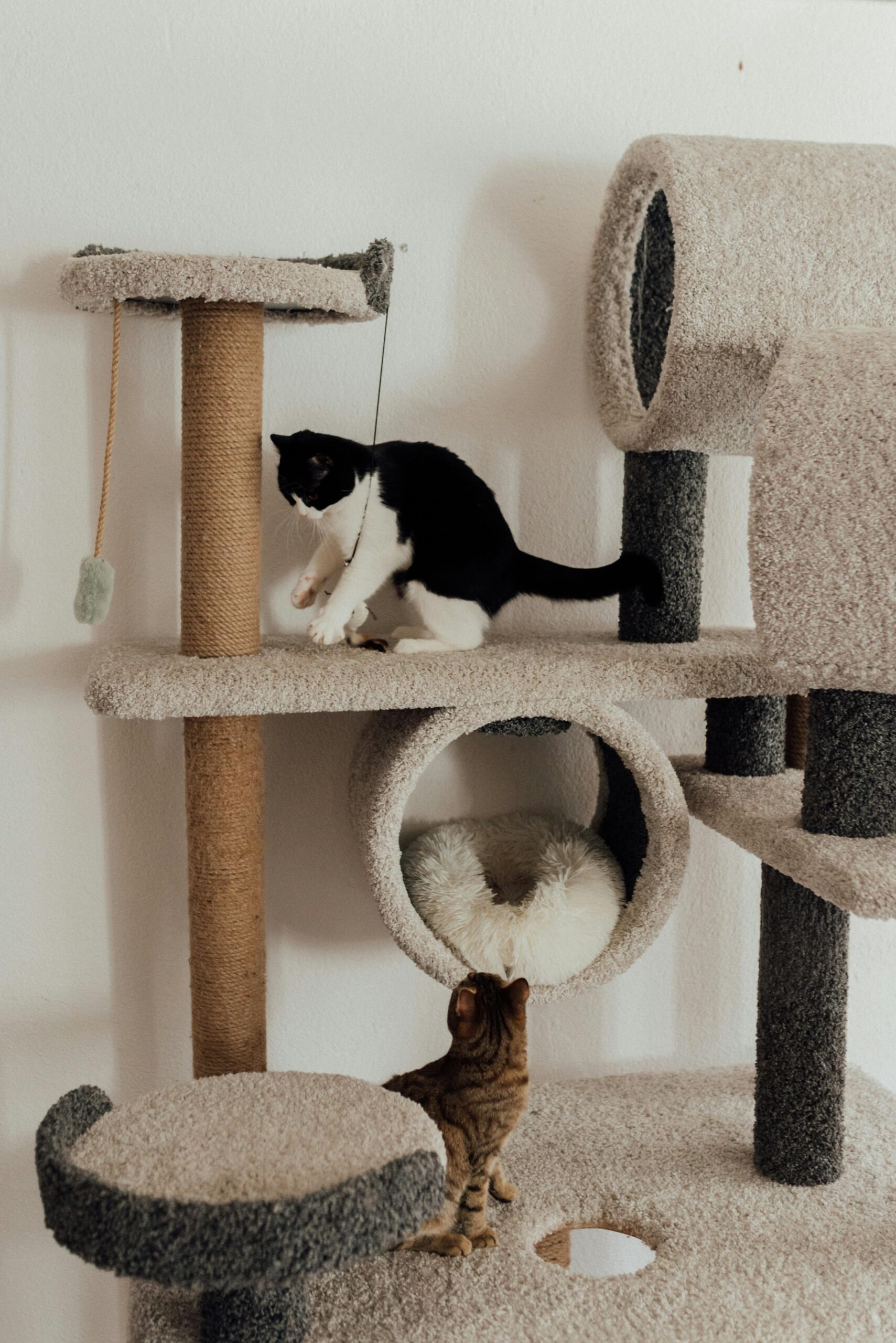 Two cats playing on a multi-level beige and gray cat tree with a built-in cozy tunnel and scratching posts.