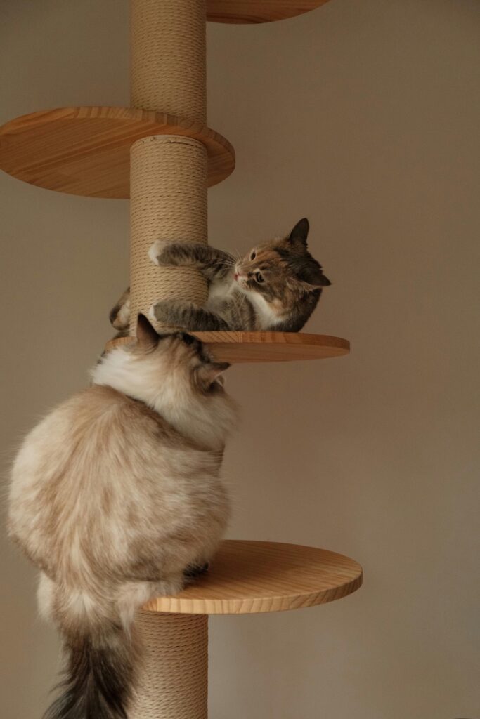 A happy cat climbing a modern multi-level cat tree with an enclosed litter box.
