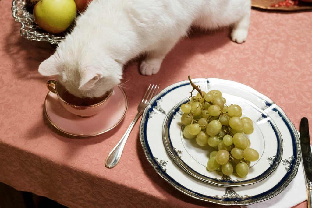 Cat Sitter in San Diego