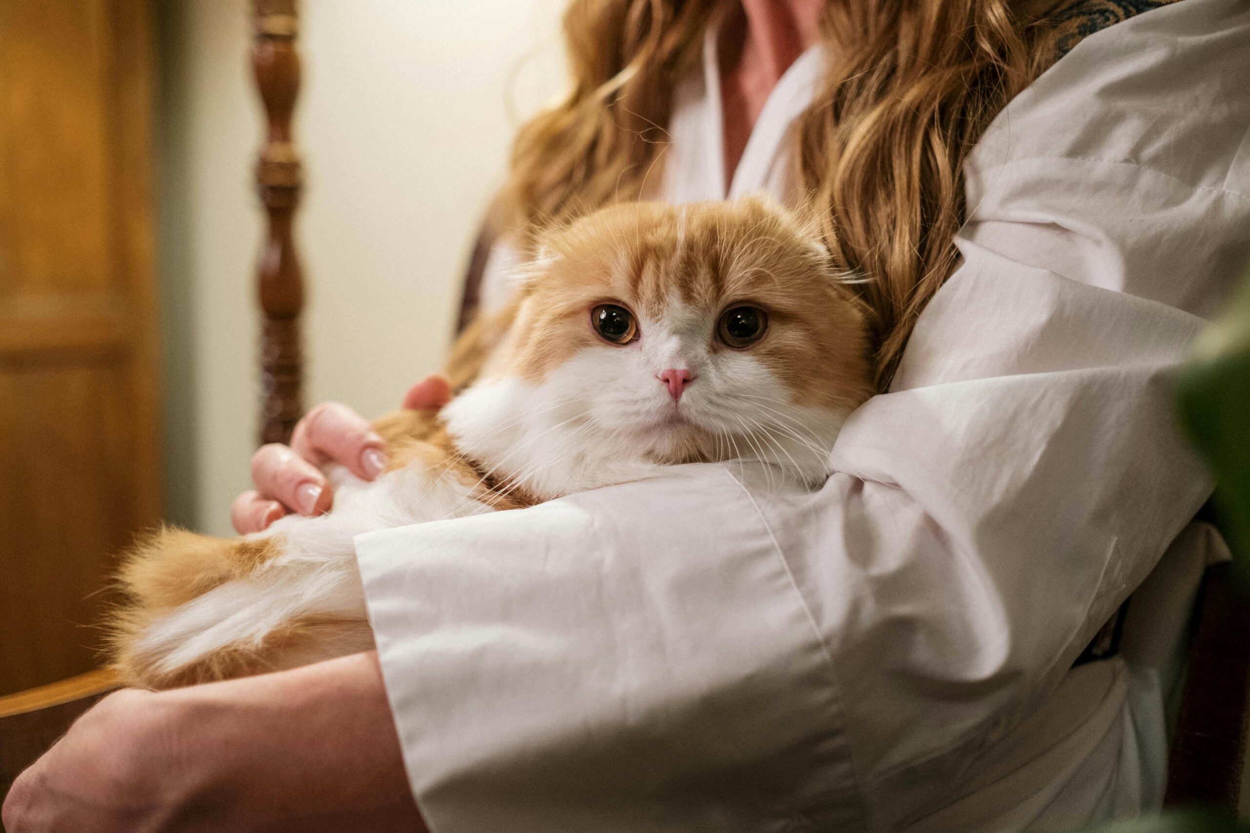 Cat Sitter