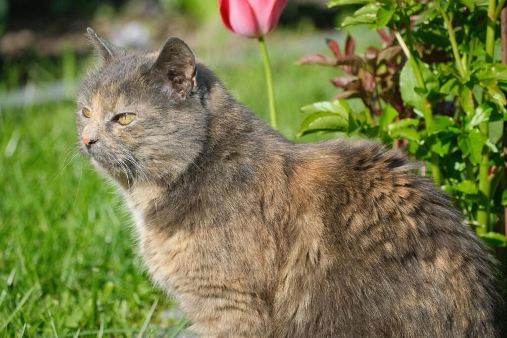 unhappy cat.