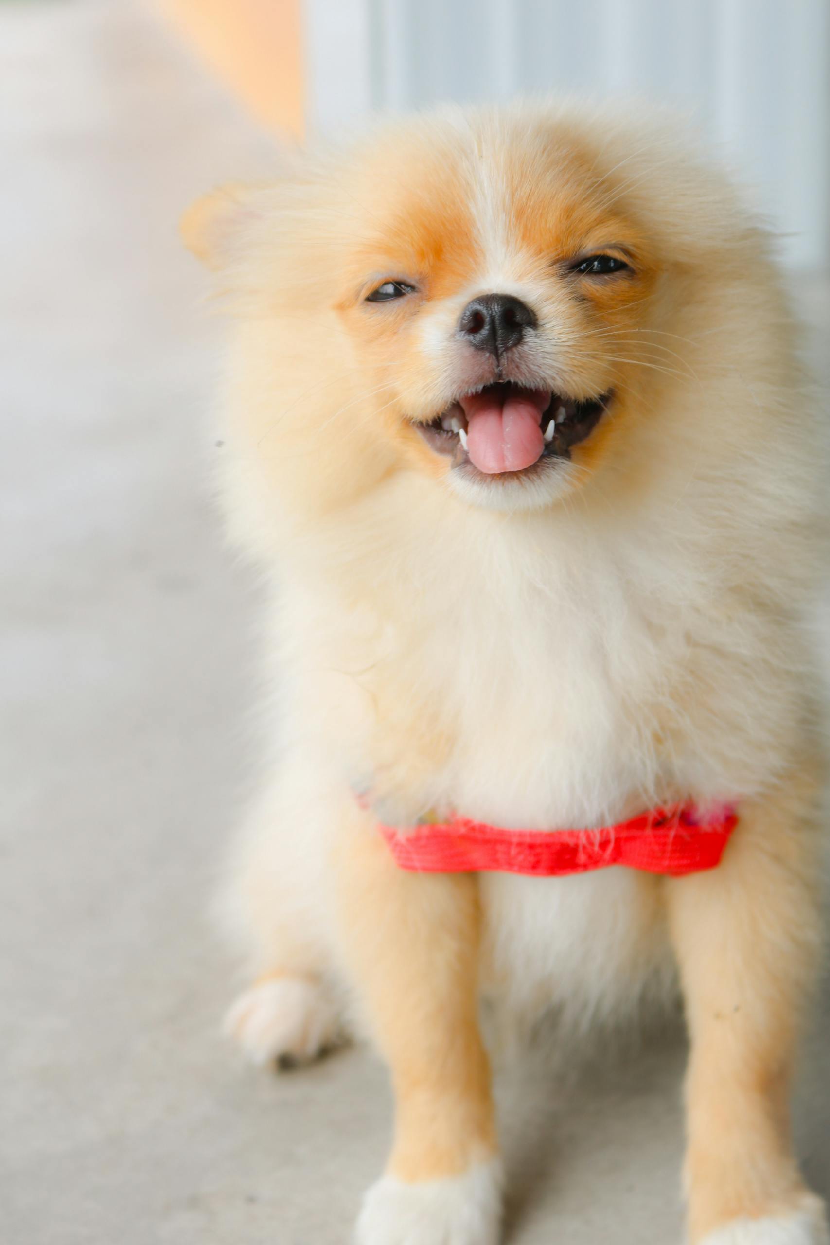Home Page 6 Delightful Pomeranian puppy with fluffy fur and a bright red harness, happily smiling indoors.